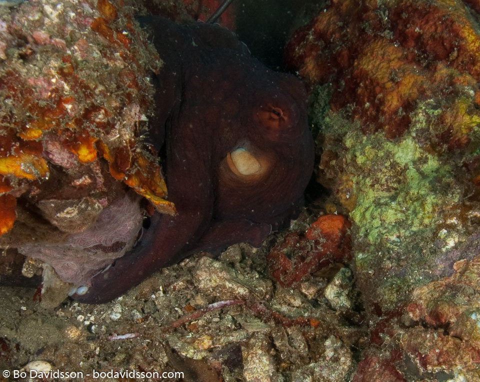BD-090927-Lembeh-9274623-Amphioctopus-marginatus-(Iw-Takia-1964)-[Coconut-octopus].jpg